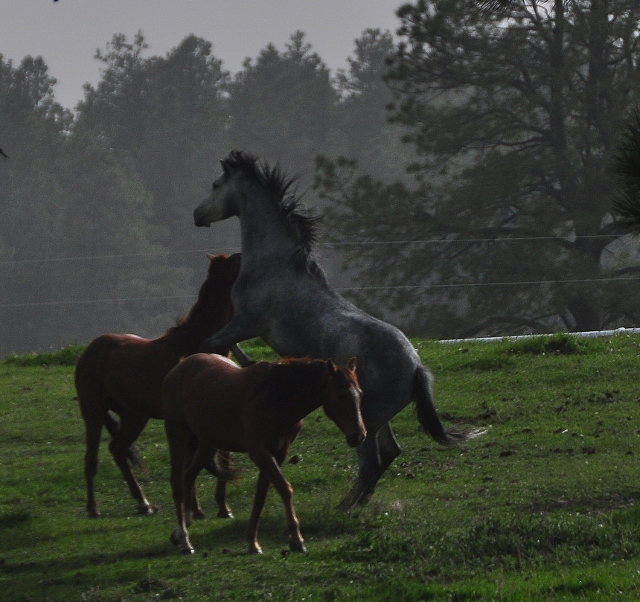 horses running in pasture, Echo Basin Road